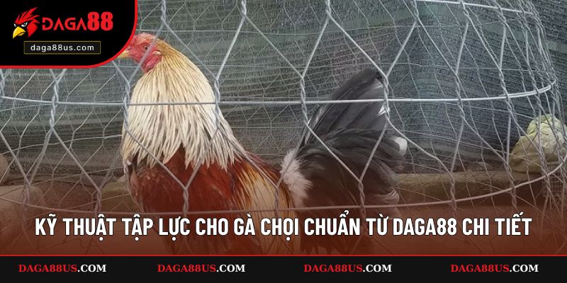 Kỹ Thuật Tập Lực Cho Gà Chọi Chuẩn Từ DAGA88 Là Gì