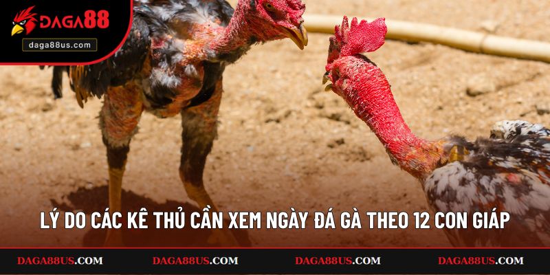 Lý do các kê thủ cần xem ngày đá gà theo 12 con giáp