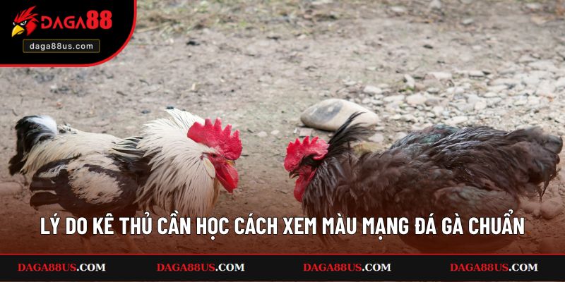 Lý do kê thủ cần học cách xem màu mạng đá gà chuẩn