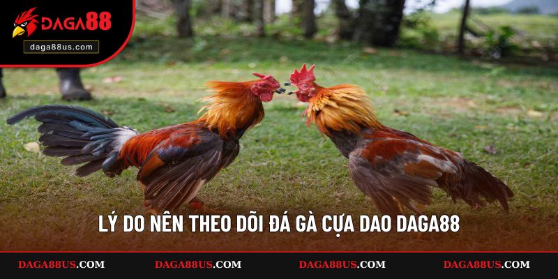 Lý do nên theo dõi chọi gà tại website DAGA88