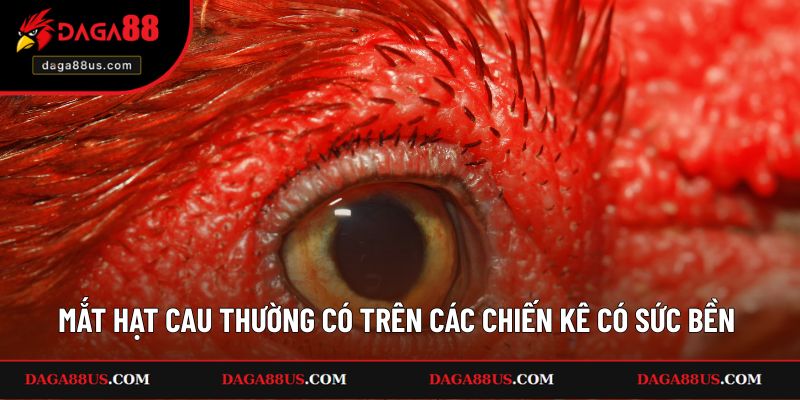 Mắt hạt cau thường có trên các chiến kê có sức bền cao