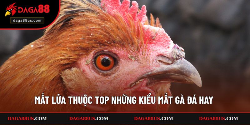 Mắt lửa thuộc top những kiểu mắt gà đá hay bạn nên lựa chọn