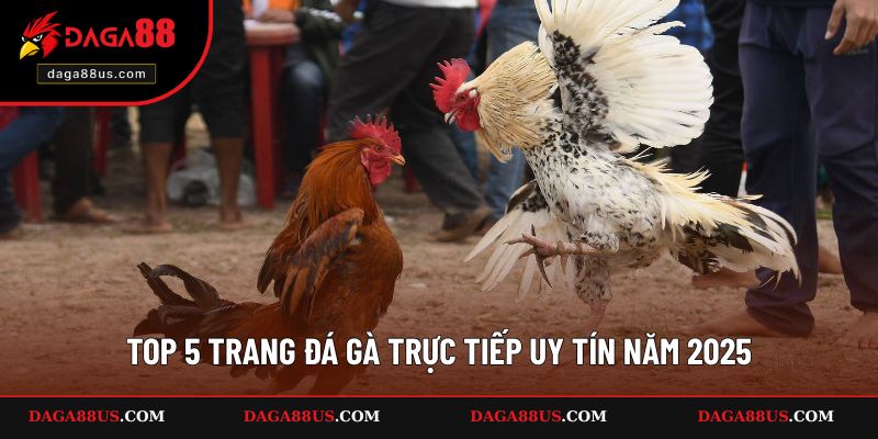 Top 5 trang đá gà trực tiếp uy tín năm 2025
