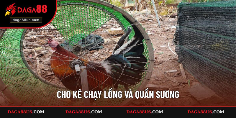 Nên cho kê chạy lồng và quần sương
