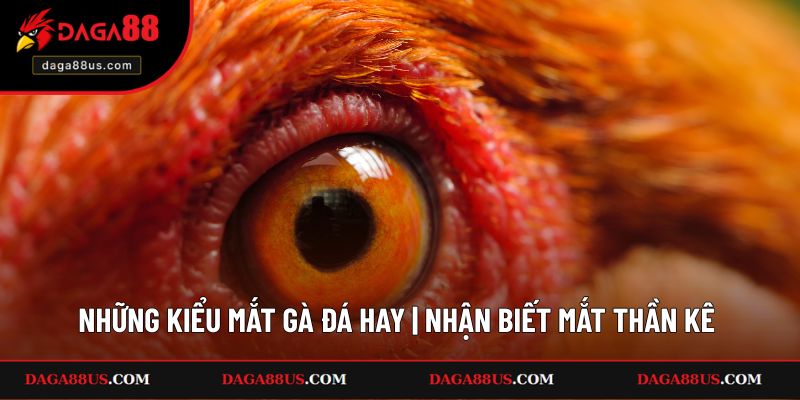 Những Kiểu Mắt Gà Đá Hay | Nhận Biết Mắt Thần Kê