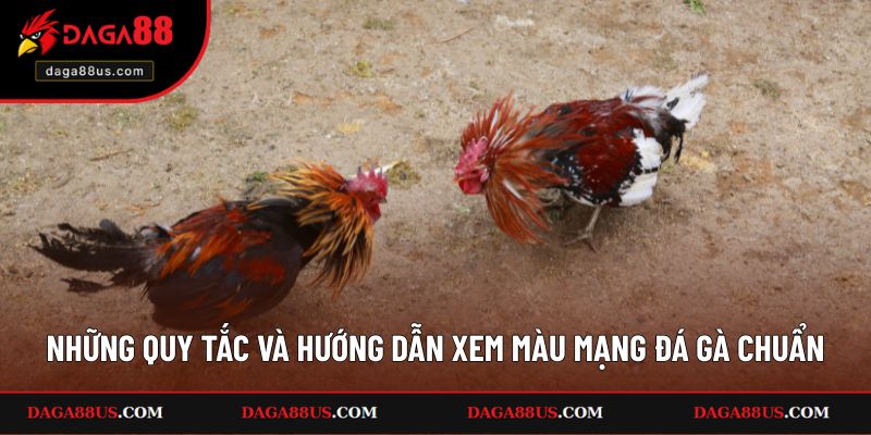 Những quy tắc và hướng dẫn xem màu mạng đá gà chuẩn