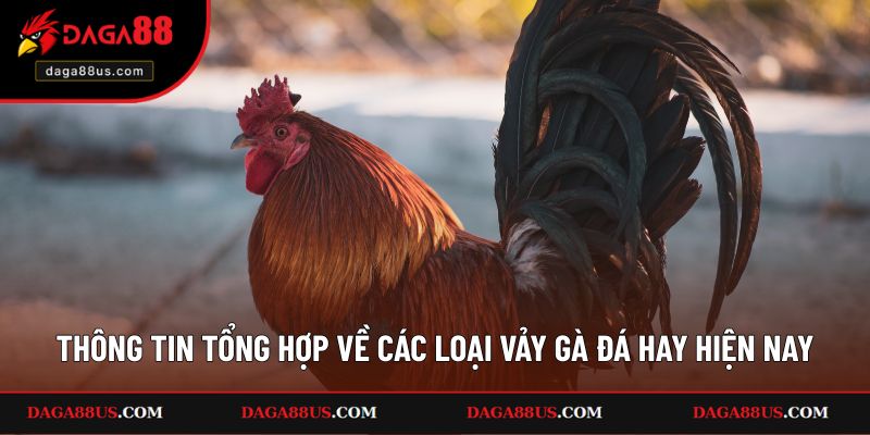 Những thông tin tổng hợp về các loại vảy gà đá hay hiện nay