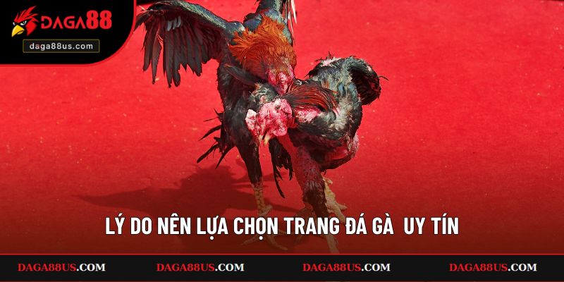 Phân tích lý do nên có các kinh nghiệm lựa chọn trang đá gà trực tiếp uy tín
