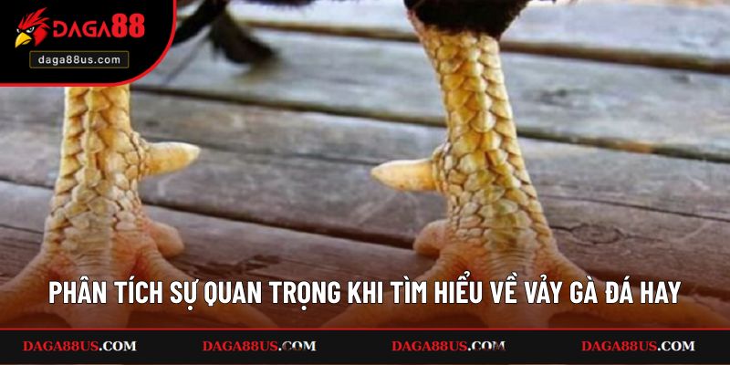 Phân tích sự quan trọng khi tìm hiểu về vảy gà đá hay