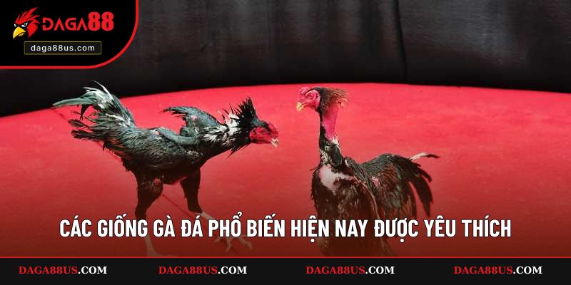 Các giống gà đá phổ biến hiện nay được yêu thích