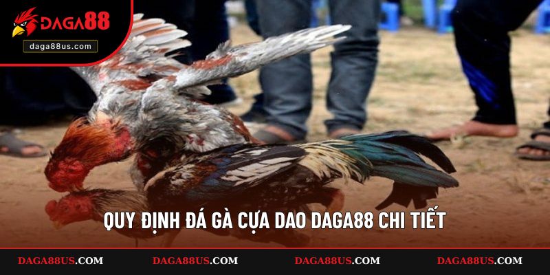 Quy định chọi gà cựa dao đầy đủ và chi tiết