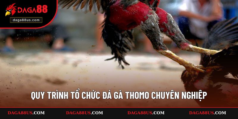 Quy trình chọi gà Thomo chi tiết