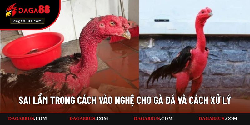 Sai lầm trong cách vào nghệ cho gà đá và cách xử lý
