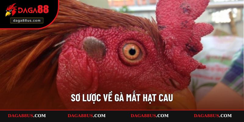 Sơ lược về gà mắt hạt cau