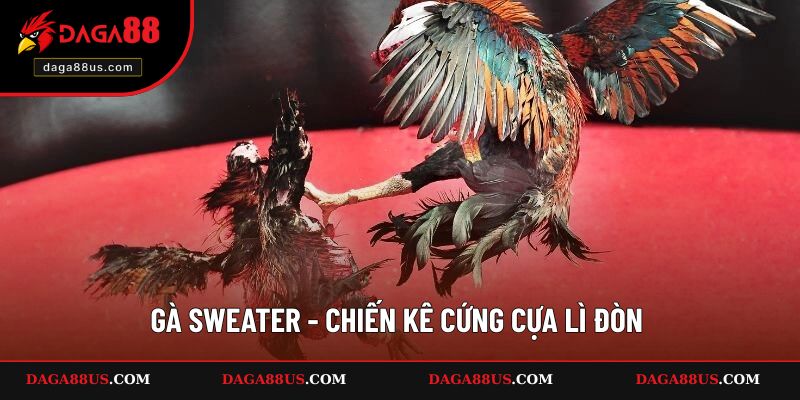 Gà Sweater - Chiến kê cứng cựa lì đòn