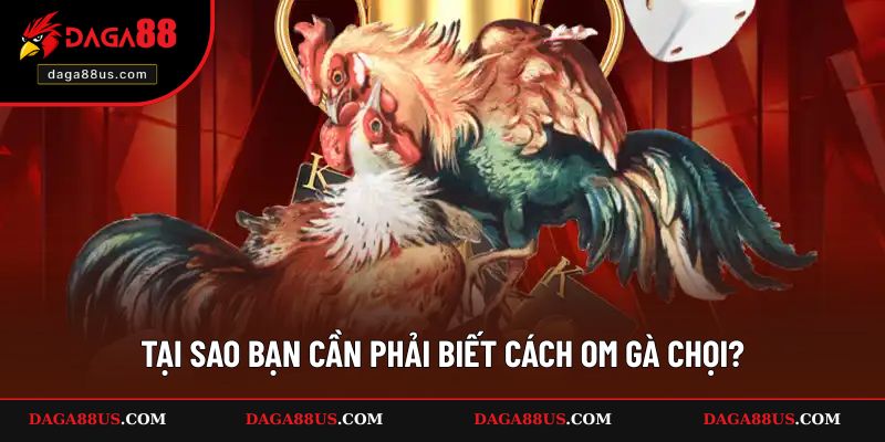 Tại sao bạn cần phải biết cách om gà chọi?