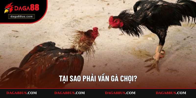 Tại sao phải vần gà chọi?