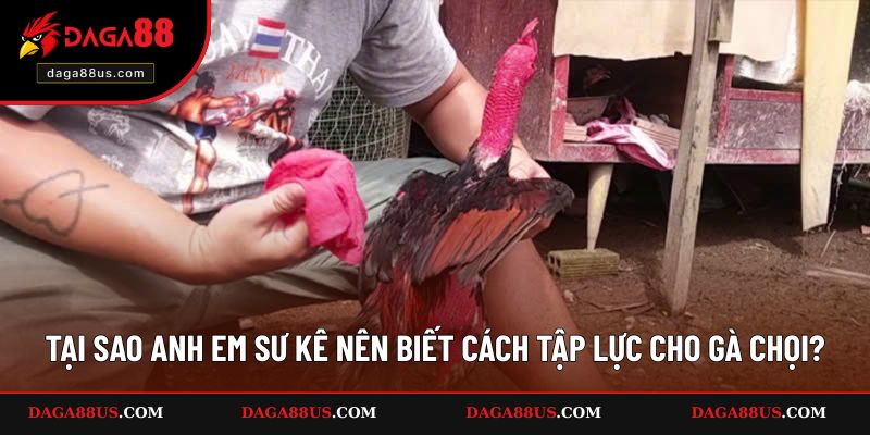 Tại sao anh em sư kê nên biết cách tập lực cho gà chọi?