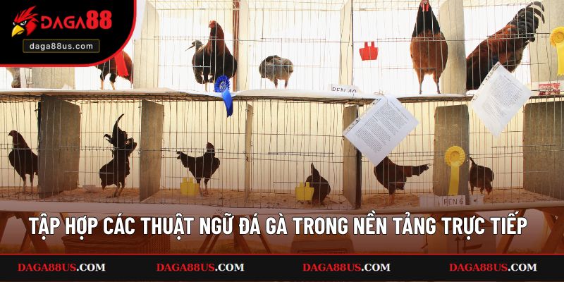 Tập hợp các thuật ngữ đá gà trong nền tảng trực tiếp