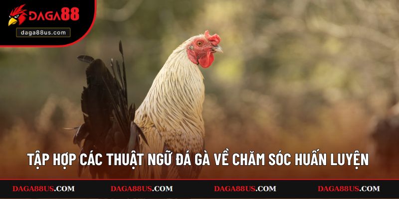 Tập hợp các thuật ngữ đá gà về chăm sóc huấn luyện