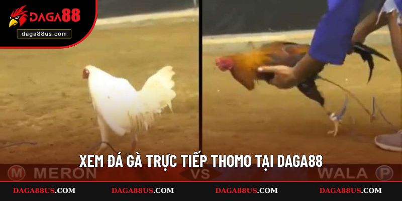 Theo dõi đá gà Thomo tại DAGA88 cực mãn nhãn