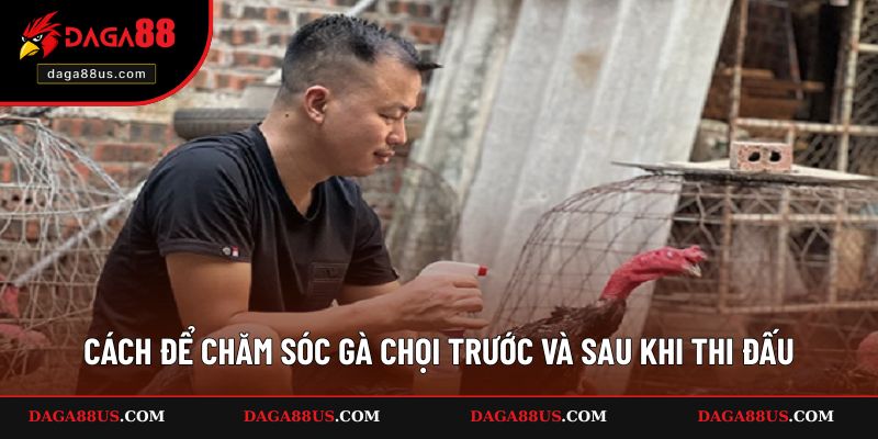 Cách để chăm sóc gà chọi trước và sau khi thi đấu