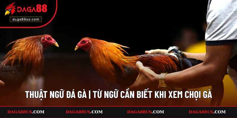 Thuật Ngữ Đá Gà | Từ Ngữ Cần Biết Khi Xem Chọi Gà