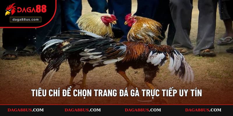Tiêu chí để chọn trang đá gà trực tiếp uy tín