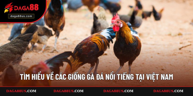 Tìm hiểu về các giống gà đá nổi tiếng tại Việt Nam