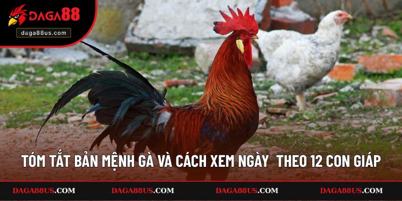 Tóm tắt bản mệnh và cách xem ngày đá gà theo 12 con giáp