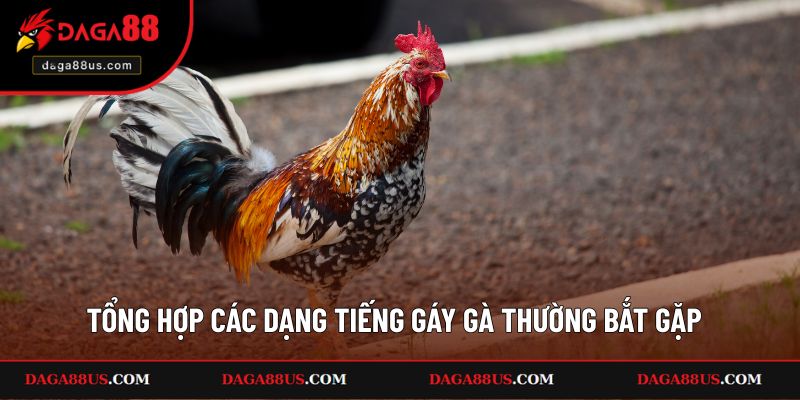 Tổng hợp các dạng tiếng gáy gà thường bắt gặp