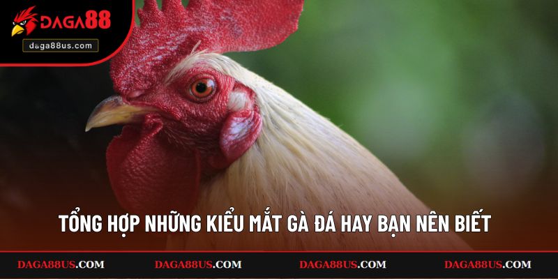 Tổng hợp những kiểu mắt gà đá hay bạn nên biết