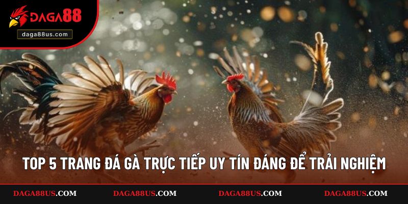 Top 5 Trang Đá Gà Trực Tiếp Uy Tín Nên Tham Gia