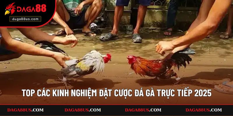 Top Các Kinh Nghiệm Đặt Cược Đá Gà Trực Tiếp 2025