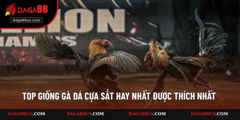 Top giống gà đá cựa sắt hay nhất được thích nhất