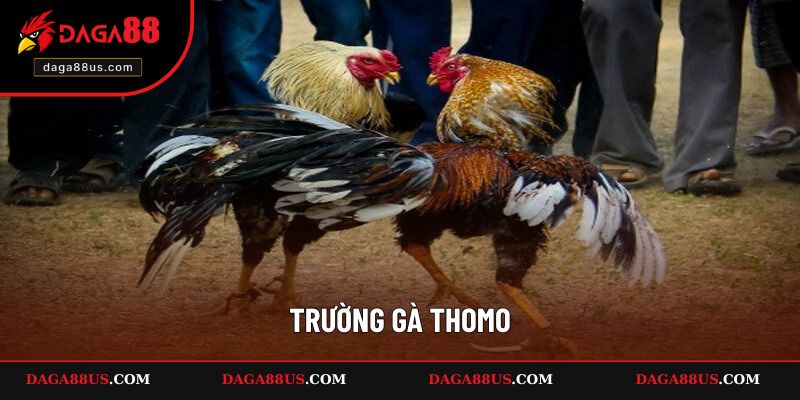 Trường Gà Thomo - Trường Gà Nổi Tiếng Nhất Tại Campuchia