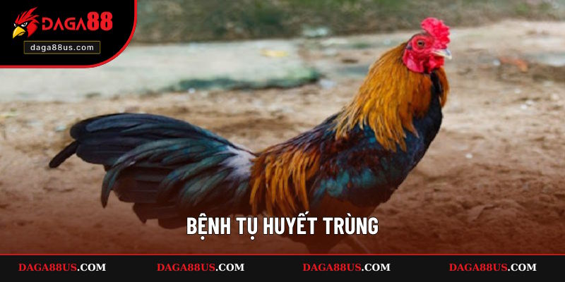 Tụ huyết trùng khiến chiến kê giảm sút sức khỏe