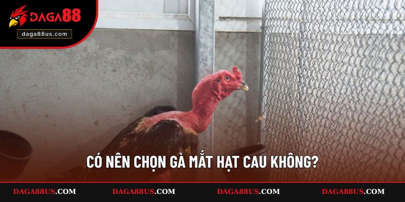Ưu nhược điểm của gà chọi mắt hạt cau