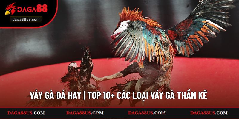 Vảy Gà Đá Hay | Top 10+ Các Loại Vảy Gà Thần Kê