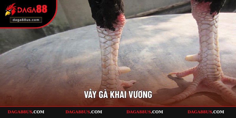 Vảy Gà Khai Vương - Dấu Hiệu Nhận Biết Cực Hay