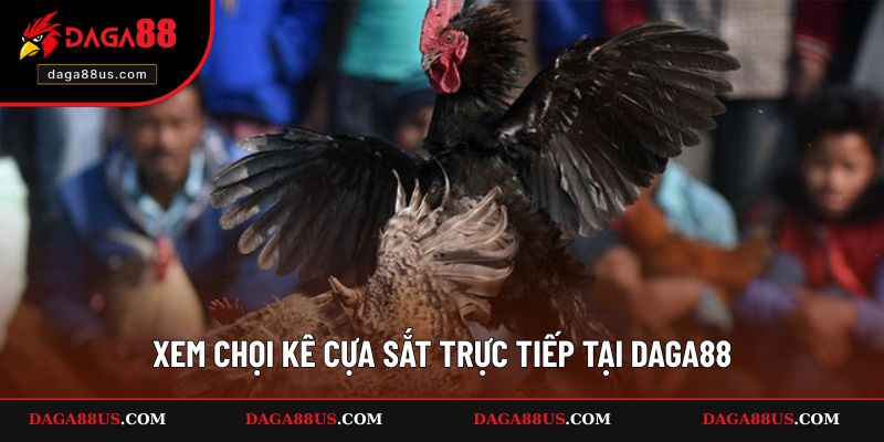 Xem chọi kê cựa sắt trực tiếp tại DAGA88