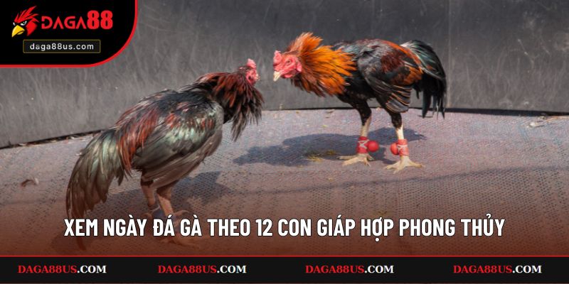 Xem Ngày Đá Gà Theo 12 Con Giáp Hợp Phong Thủy