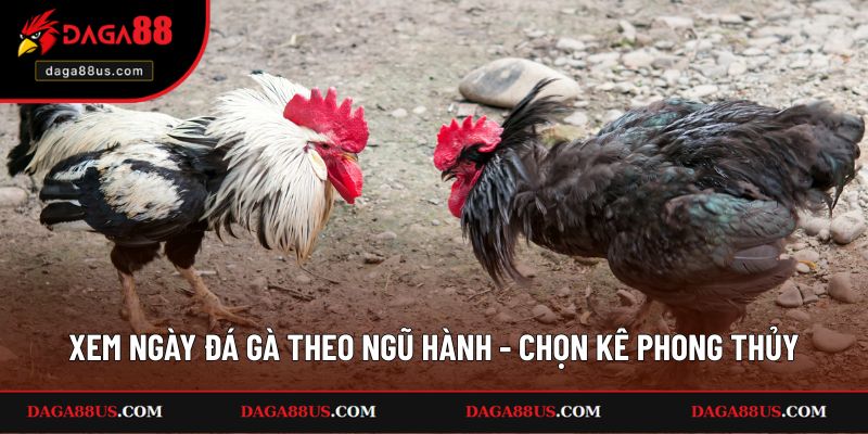 Xem Ngày Đá Gà Theo Ngũ Hành – Chọn Kê Phong Thủy