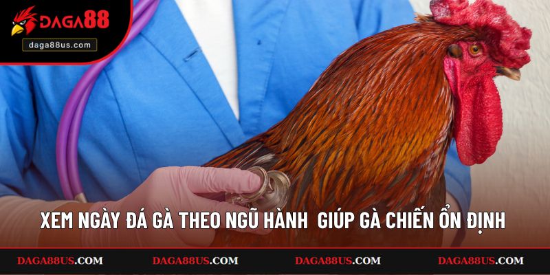Xem ngày đá gà theo ngũ hành tạo điều kiện giúp gà chiến ổn định hơn