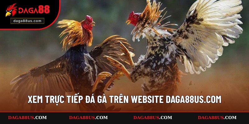 Xem trực tiếp đá gà trên website DAGA88us.com
