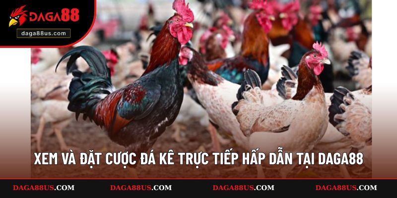 Xem và đặt cược đá kê trực tiếp hấp dẫn tại DAGA88